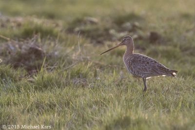 Black-tailed Godwit - Grutto