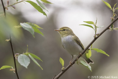 Wood warbler - Fluiter