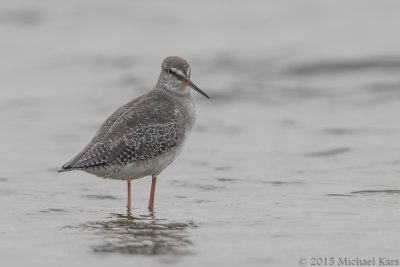 Spotted Redshank - Zwarte Ruiter