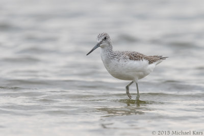 Greenshank - Groenpootruiter