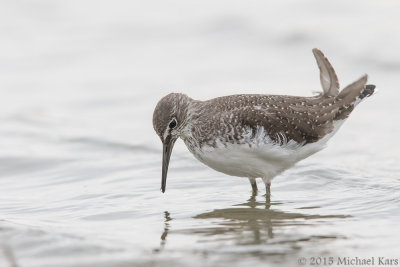 Green Sandpiper - Witgat - Tringa ochropus