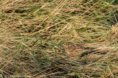 Pine Bunting - Witkopgors - Emberiza leucocephalos