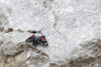 Wallcreeper - Rotskruiper