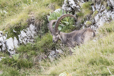 Alpine Ibex - Alpensteenbok