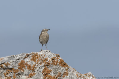 Water Pipit - Waterpieper