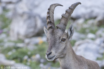 Alpine Ibex - Alpensteenbok