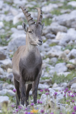 Alpine Ibex - Alpensteenbok