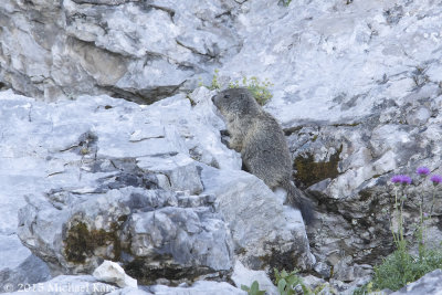 Alpine Marmot - Alpenmarmot