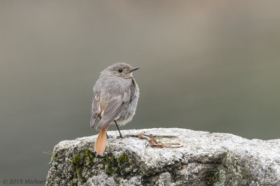 Black Redstart - Zwarte Roodstaart