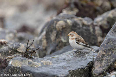 Snowbunting - Sneeuwgors