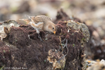 Snowbunting - Sneeuwgors