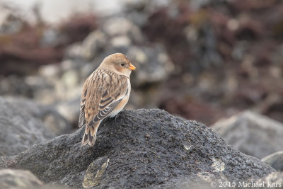 Snowbunting - Sneeuwgors