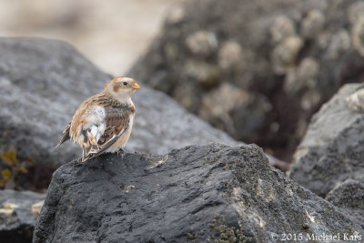 Snowbunting - Sneeuwgors