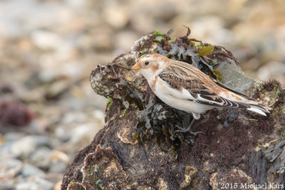 Snowbunting - Sneeuwgors