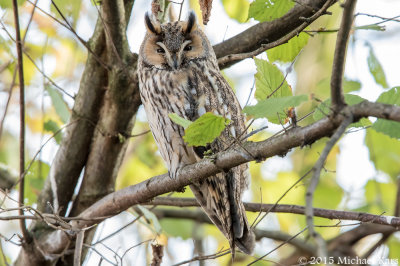 Long-eared Owl - Ransuil