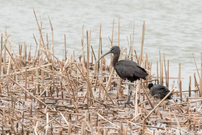 Glossy Ibis - Zwarte Ibis