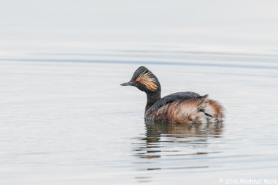 Black-necked Grebe -  Geoorde Fuut