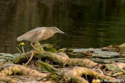 Squacco Heron - Ralreiger