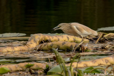 Squacco Heron - Ralreiger