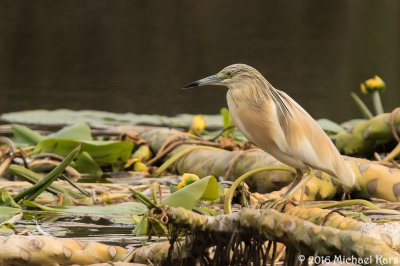 Squacco Heron - Ralreiger