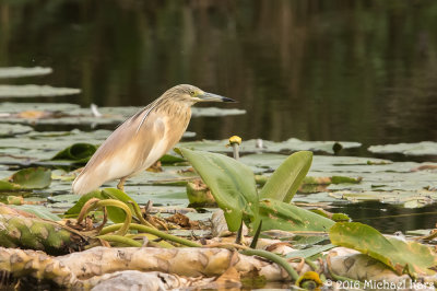 Squacco Heron - Ralreiger