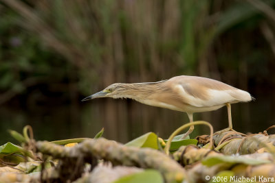 Squacco Heron - Ralreiger