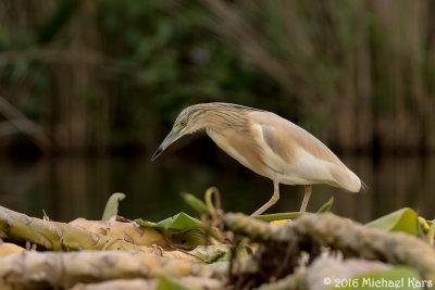 Squacco Heron - Ralreiger