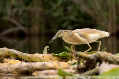 Squacco Heron - Ralreiger