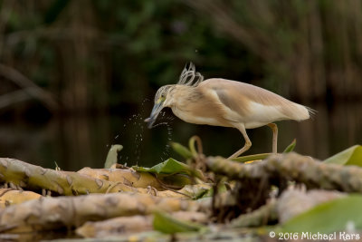 Squacco Heron - Ralreiger
