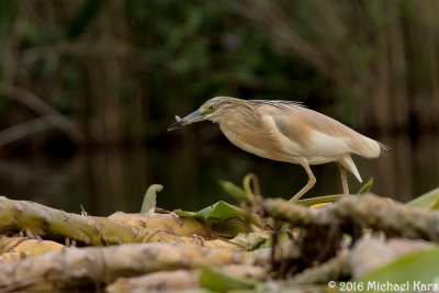 Squacco Heron - Ralreiger