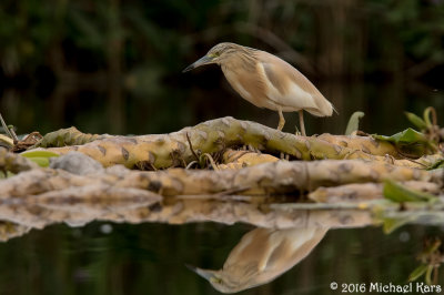 Squacco Heron - Ralreiger