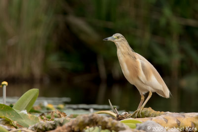 Squacco Heron - Ralreiger