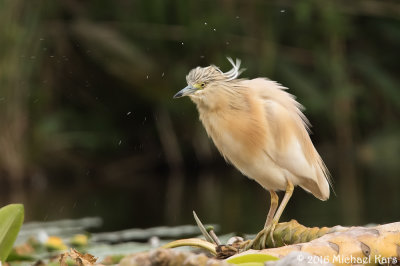Squacco Heron - Ralreiger