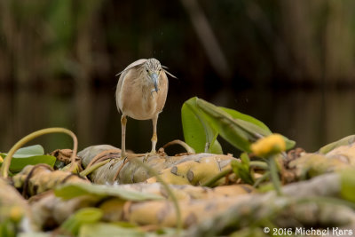 Squacco Heron - Ralreiger