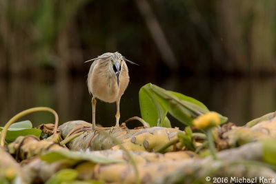 Squacco Heron - Ralreiger