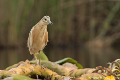 Squacco Heron - Ralreiger