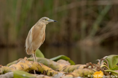 Squacco Heron - Ralreiger