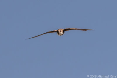 g9/50/890750/3/163835862.EaHXtuev.jpg