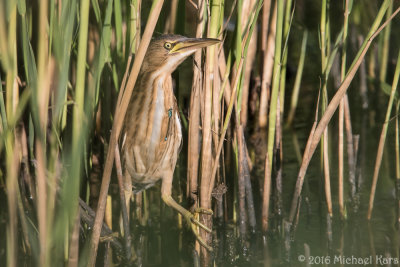 Little Bittern - Woudaap