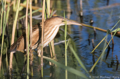 Little Bittern - Woudaap
