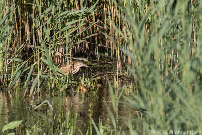 Little Bittern - Woudaap