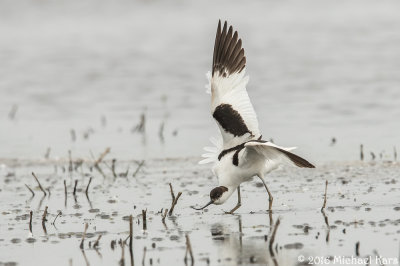 Avocet - Kluut