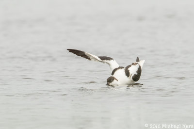 Avocet - Kluut