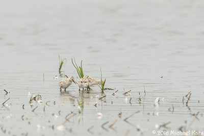 Avocet - Kluut