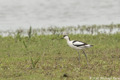 Avocet - Kluut