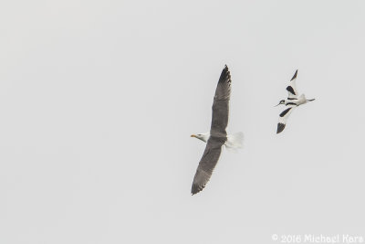 Avocet - Kluut