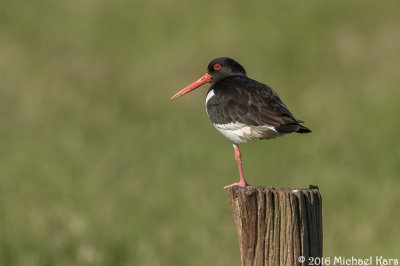 Oystercatcher - Scholekster