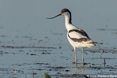 Avocet - Kluut