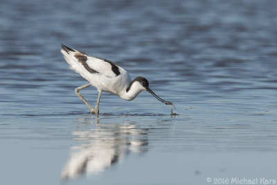 Avocet - Kluut