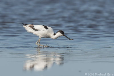 Avocet - Kluut